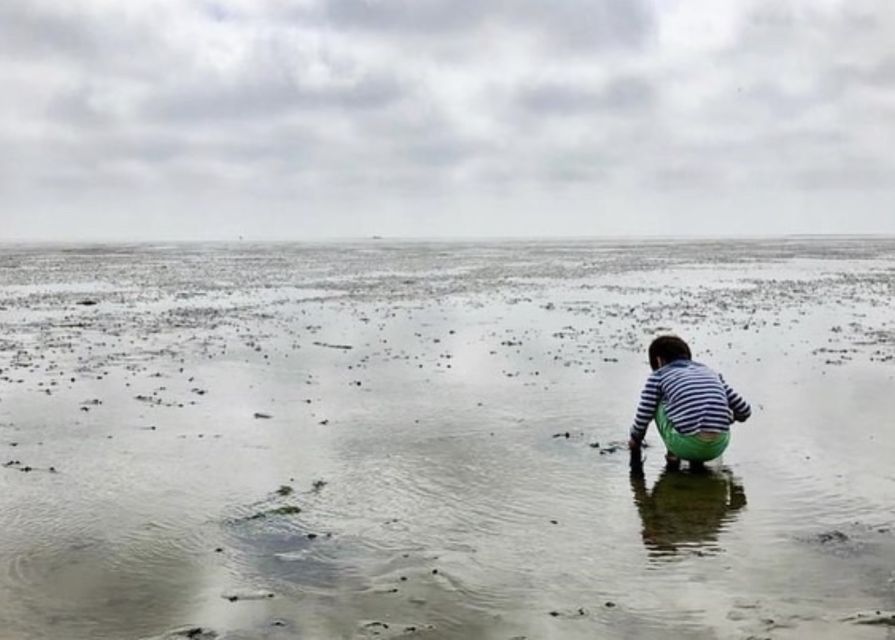 Small group full day island tour to Texel from Amsterdam - Why Texel plus Waddensea feels different from a typical Dutch day trip