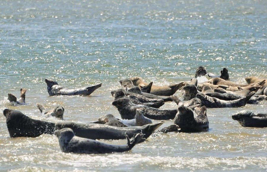 Small group full day island tour to Texel from Amsterdam - The Waddensea UNESCO angle: how to notice it without getting overwhelmed