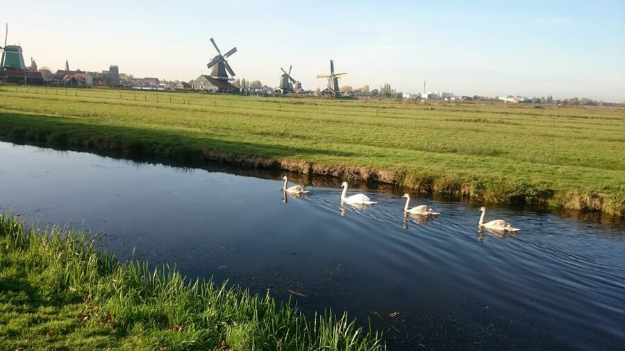 Zaanse Schans Windmills 4-Hour Tour in Italian - Clogs and the shoe factory: the craft stop you actually remember